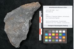 Foto (Objekt + Etikett) von Neuropteris sp.  (NHMW-GEO-2024-0188-10689)